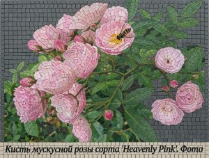 Мозаика «Мускусная роза Heavenly Pink»