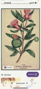 Мозаика «Гранат» (Punica Granatum) — Ботанический арт