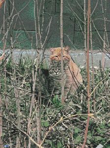 Мозаика MELTI: Кот в Природе | Мелкий модуль