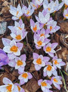 Spring Crocuses Mosaic Art – 30×40 cm