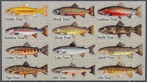 Mosaic Art: Collection of Trout Fish Species