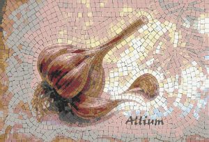 Allium Mosaic Art – Elegant Garlic Still Life