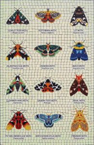 Colorful Moths Mosaic Art Collection