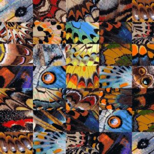 Colorful Butterfly Wings Mosaic Art